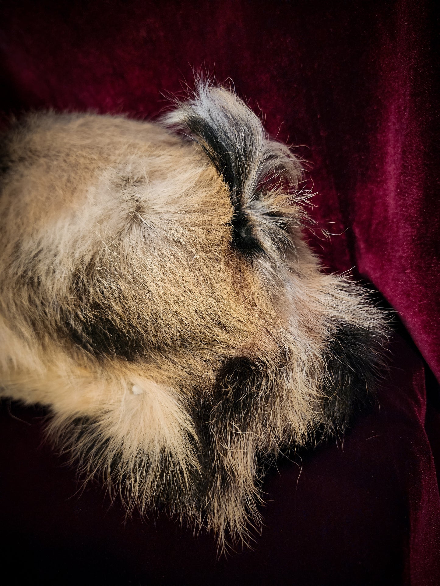 Full Body Baby Goat Taxidermy Mount
