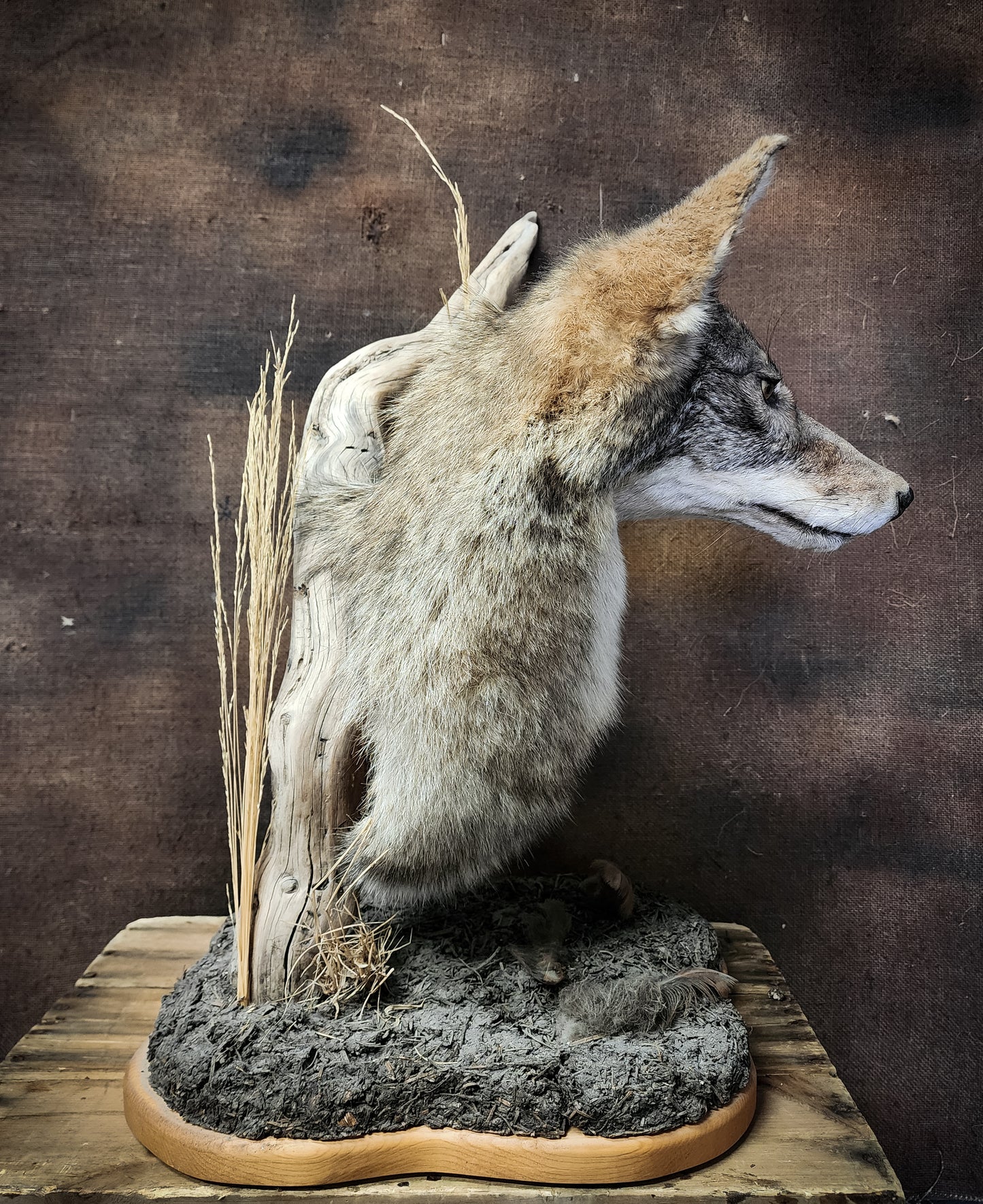 Coyote Shoulder Mount