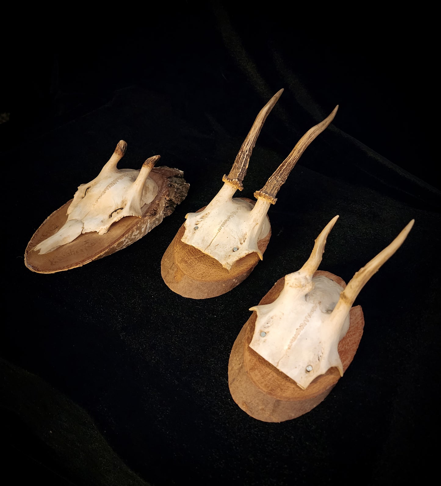 Three Vintage Roe Deer Antler Plaques