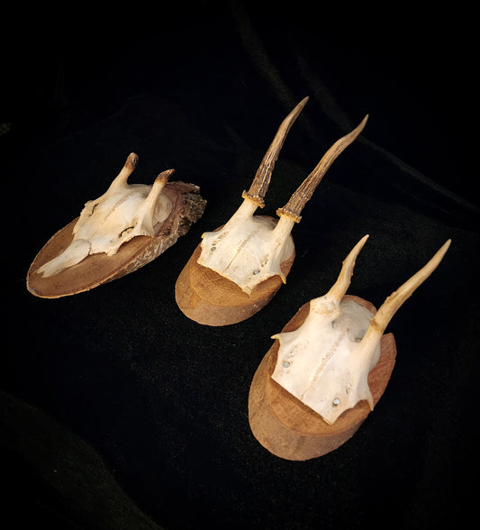 Three Vintage Roe Deer Antler Plaques