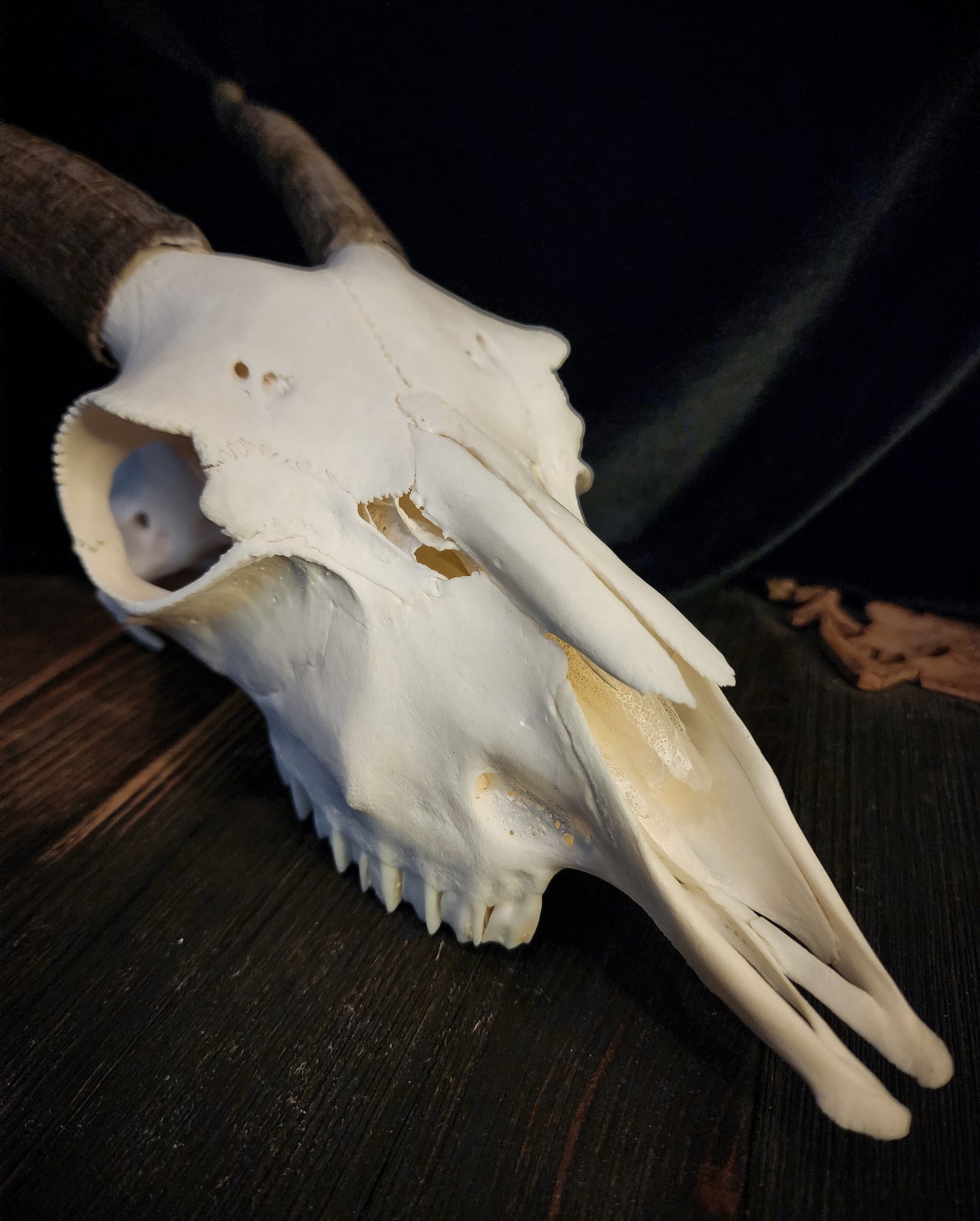 Goat Skull, Real Bone
