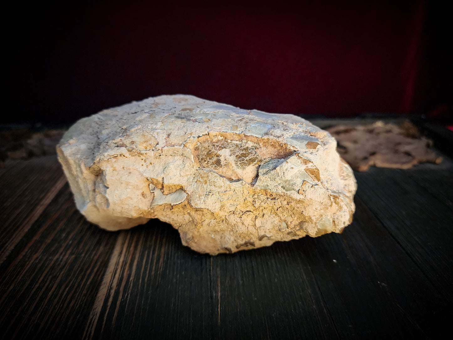 Fossilized Oreodont Partial Skull
