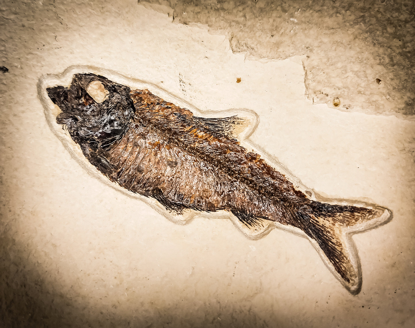 50-Million-Year-Old Knightia Eocaena Fish Fossil