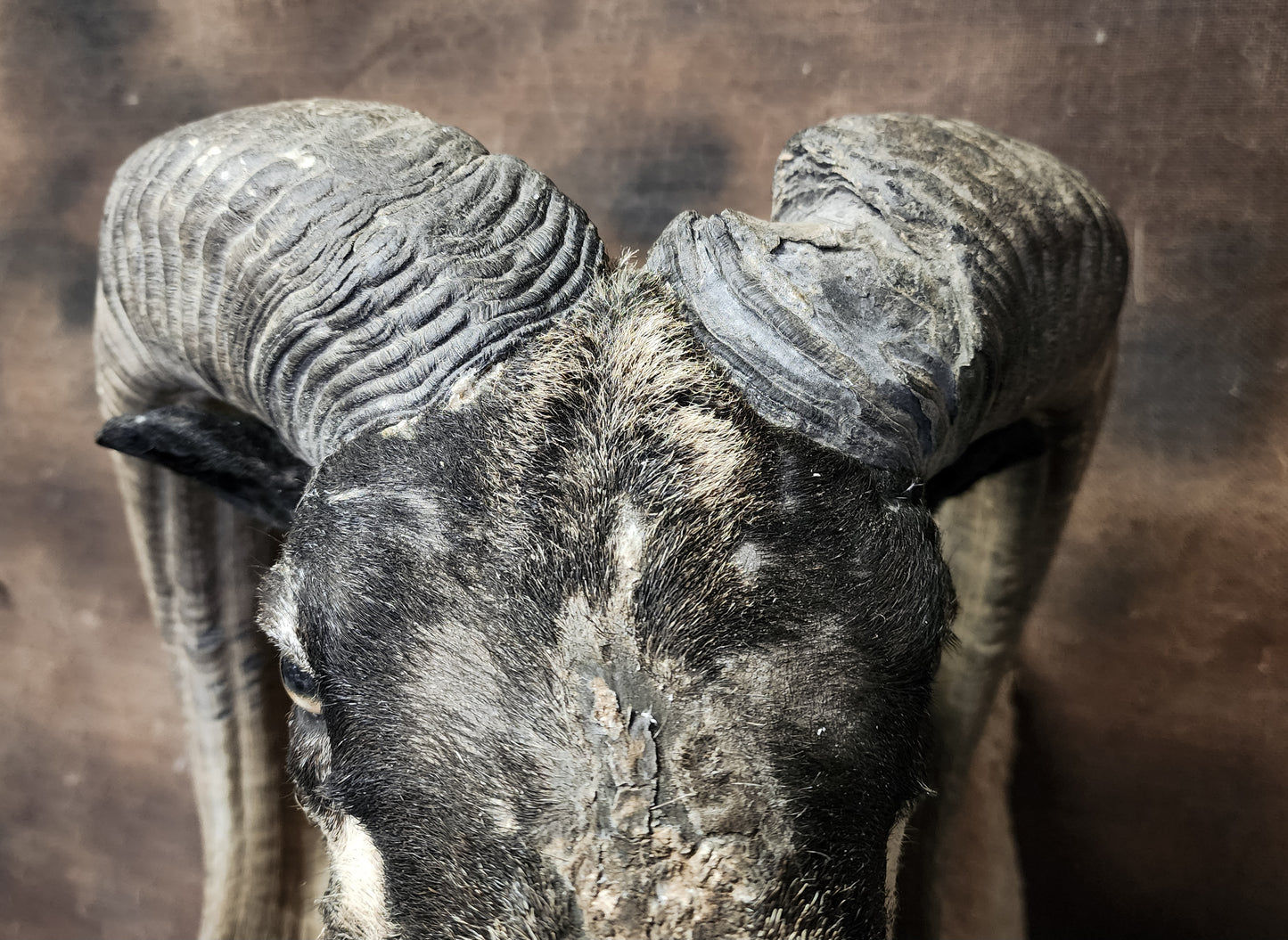 Taxidermy Ram Shoulder Mount