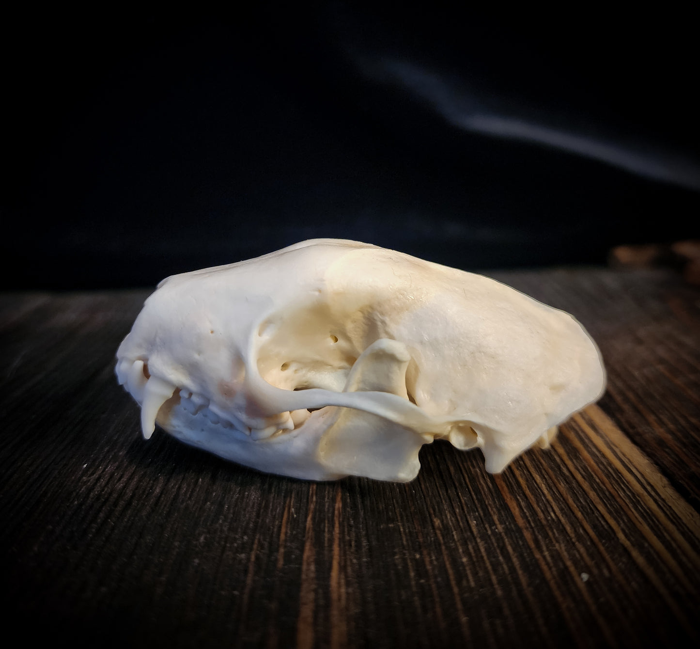 Skunk Skull, Real Bone