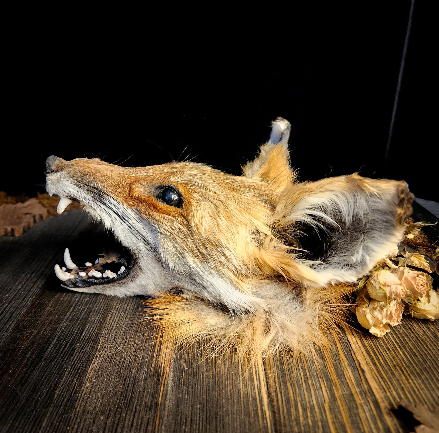 Mummified Fox Head