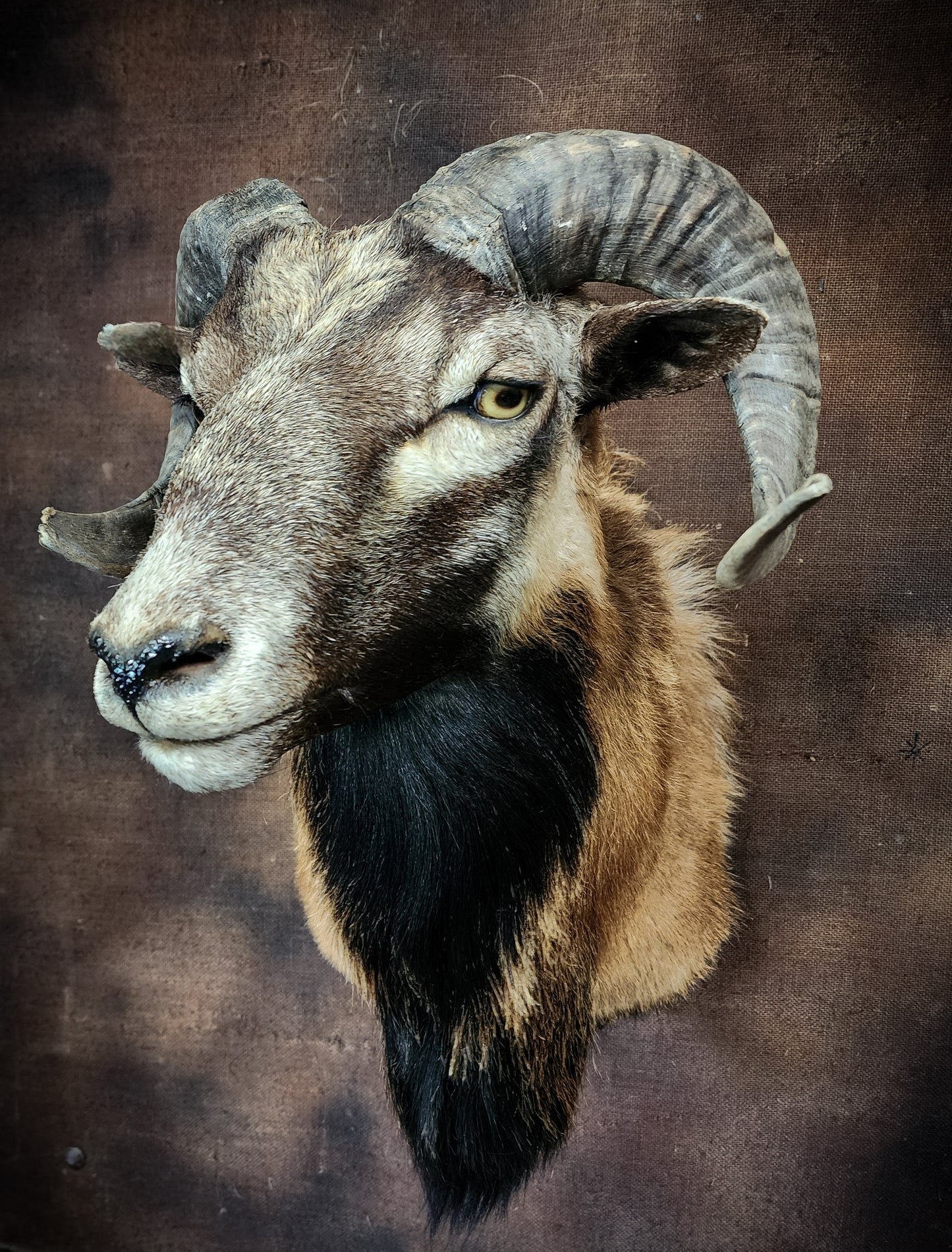 Ram Taxidermy Shoulder Mount