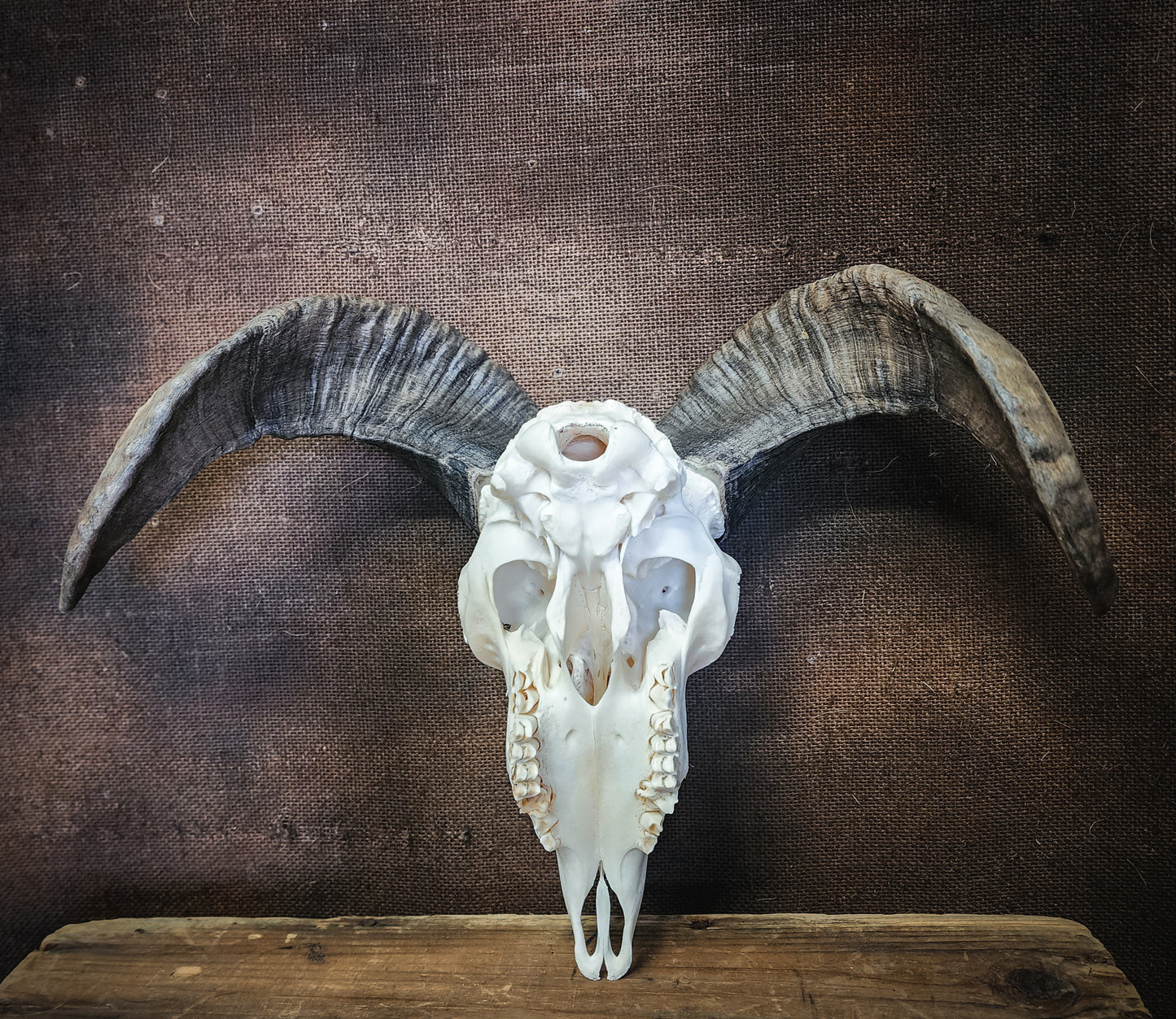 Authentic Ram Skull