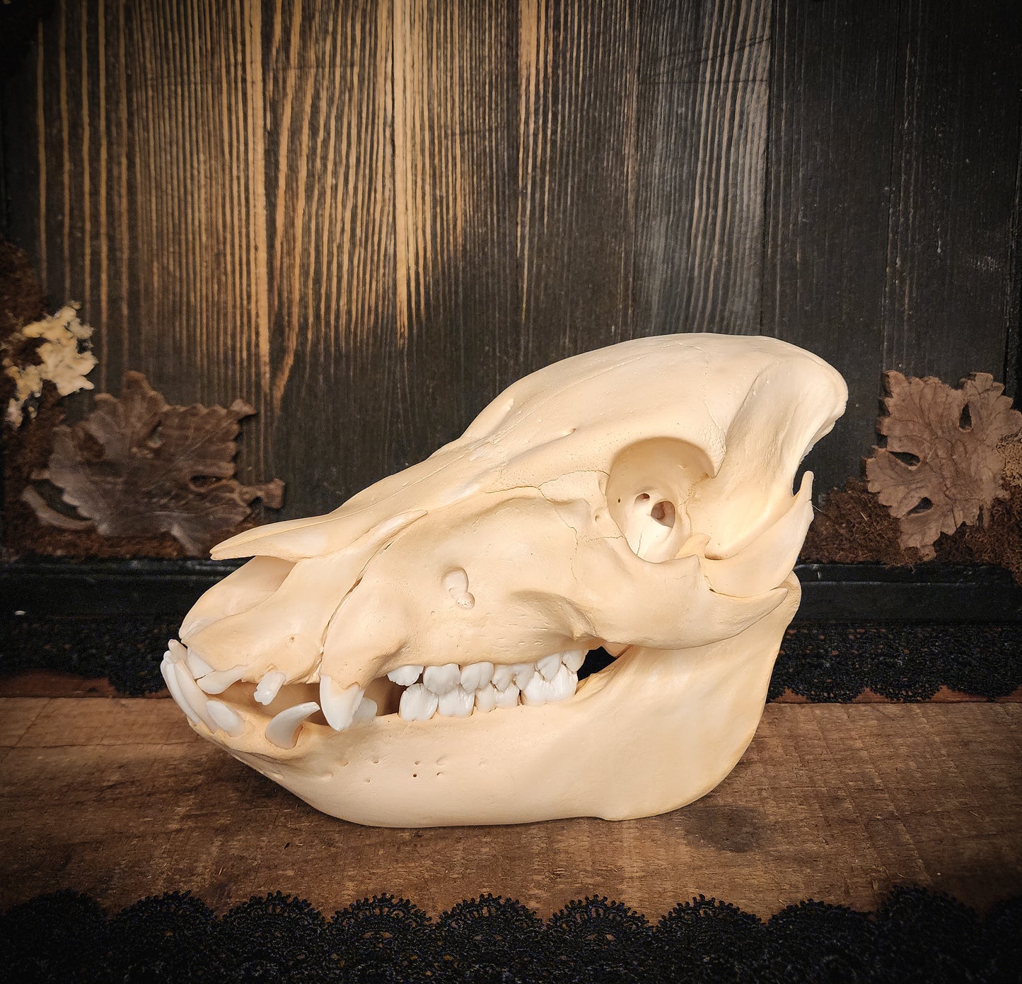 Hog Skull, Real Bone
