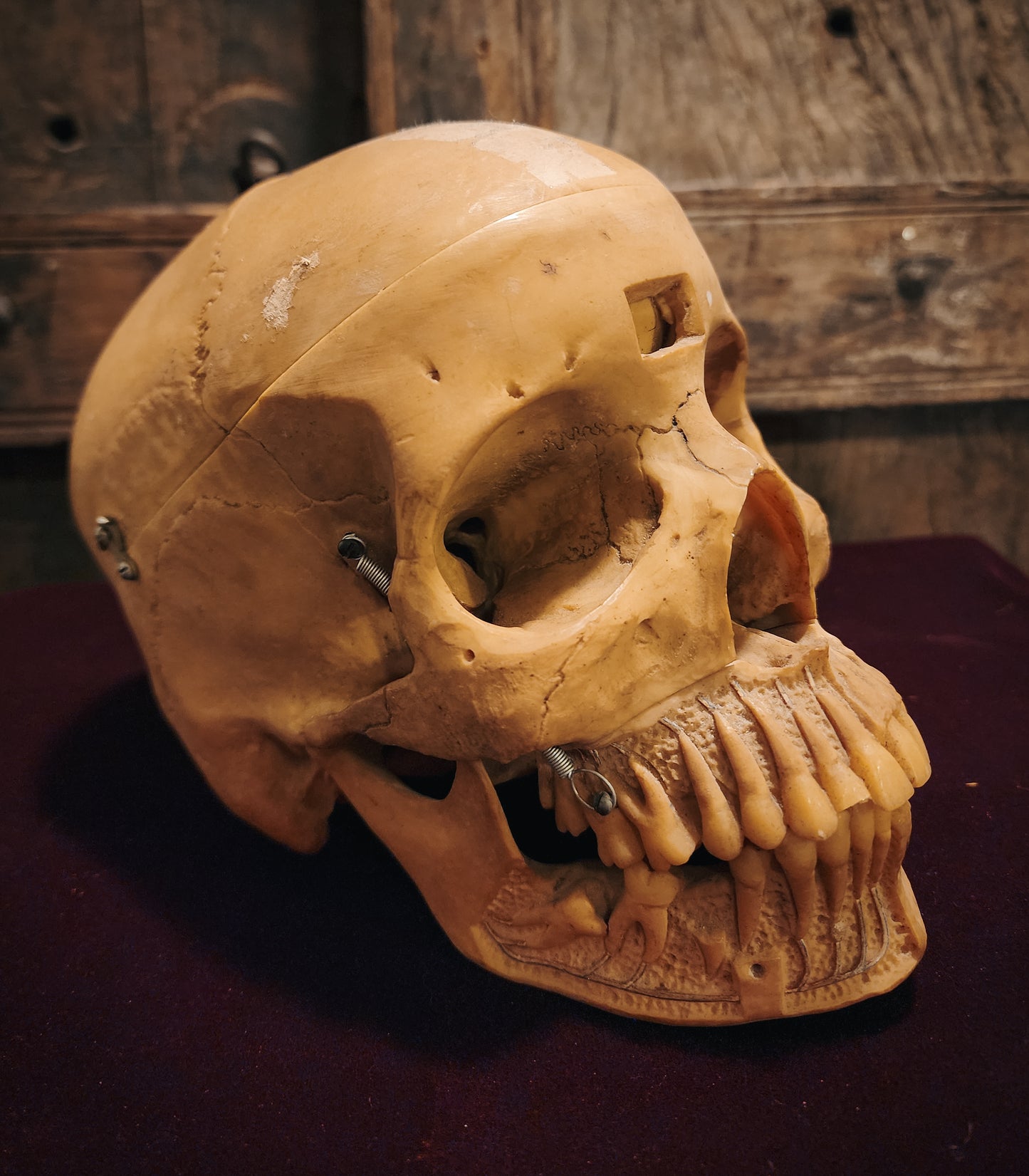 Vintage Replica Medical Skull Model