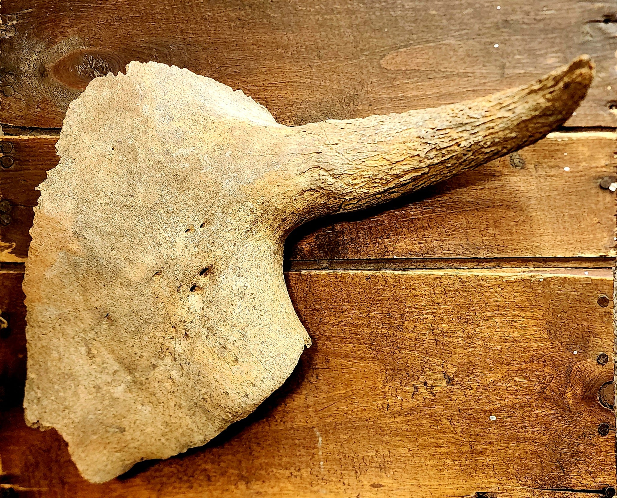 Rocks, Fossils & Sea – Blackhollow Fever