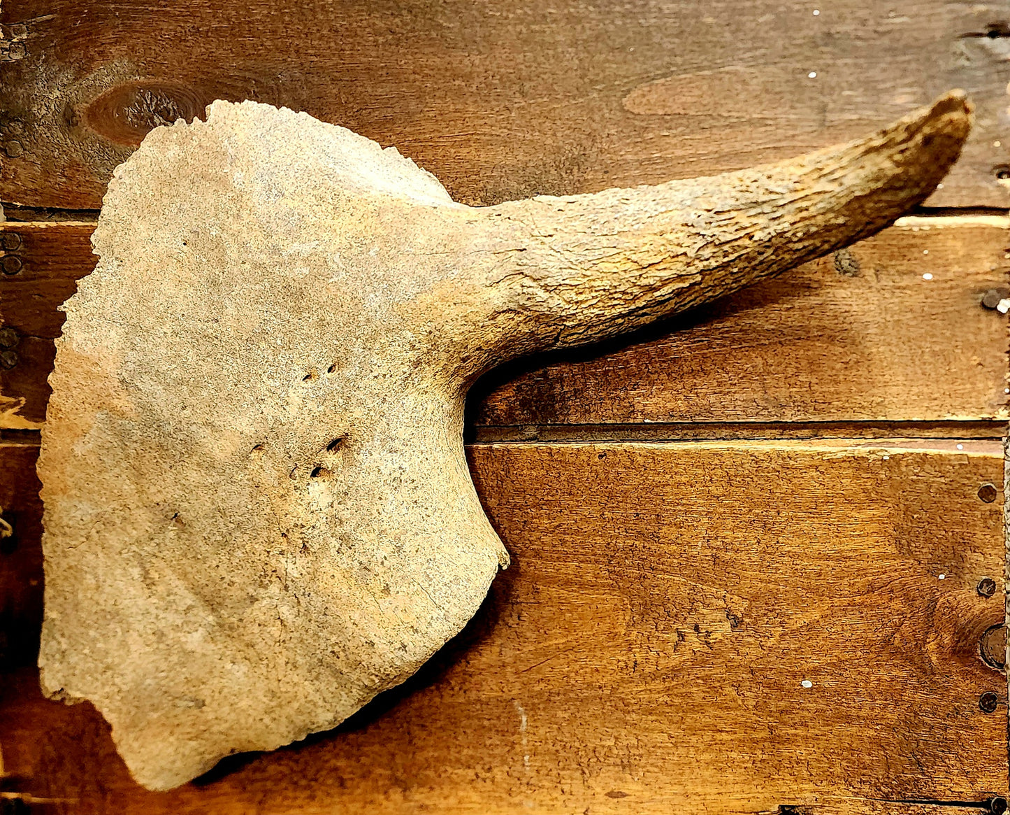 Fossilized Bison Skull Cap