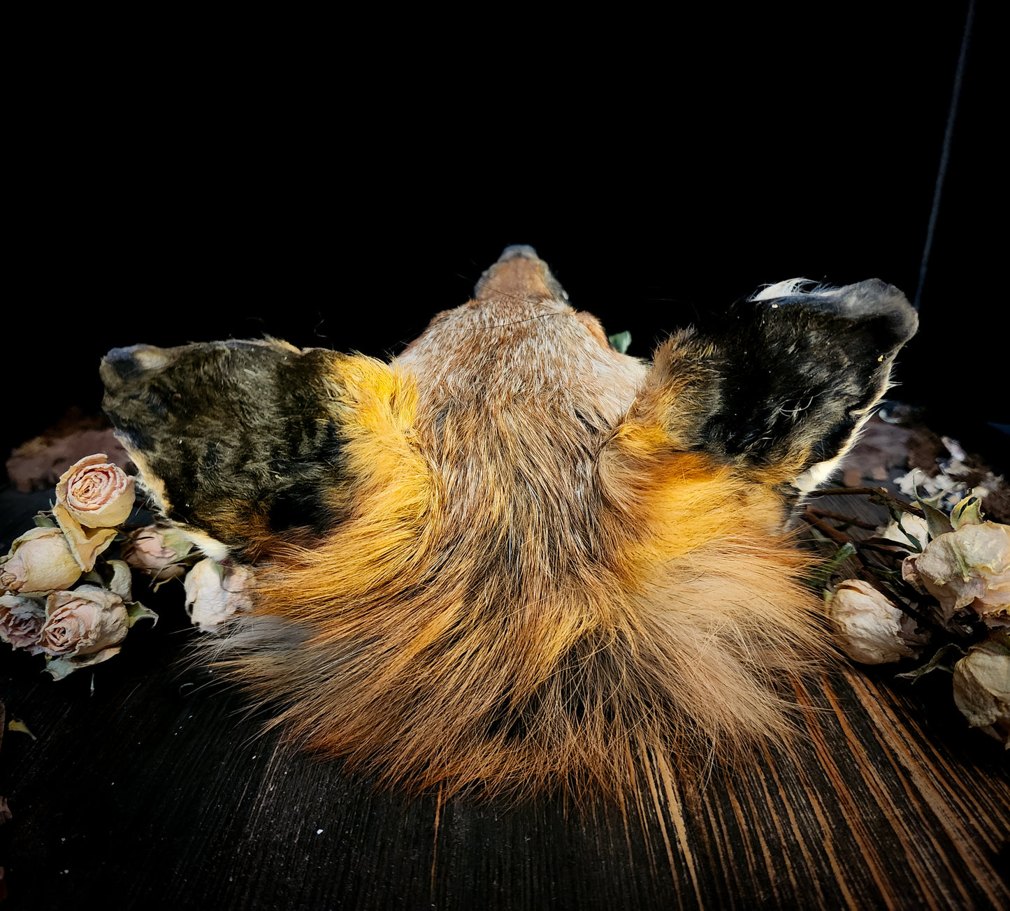 Mummified Fox Head