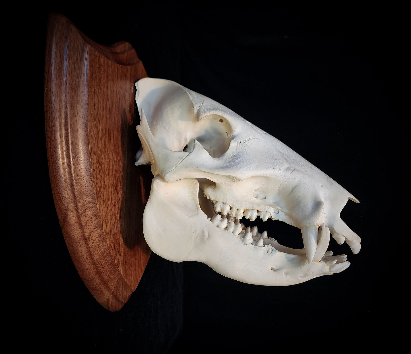 Javelina Skull Mount, Real Bone