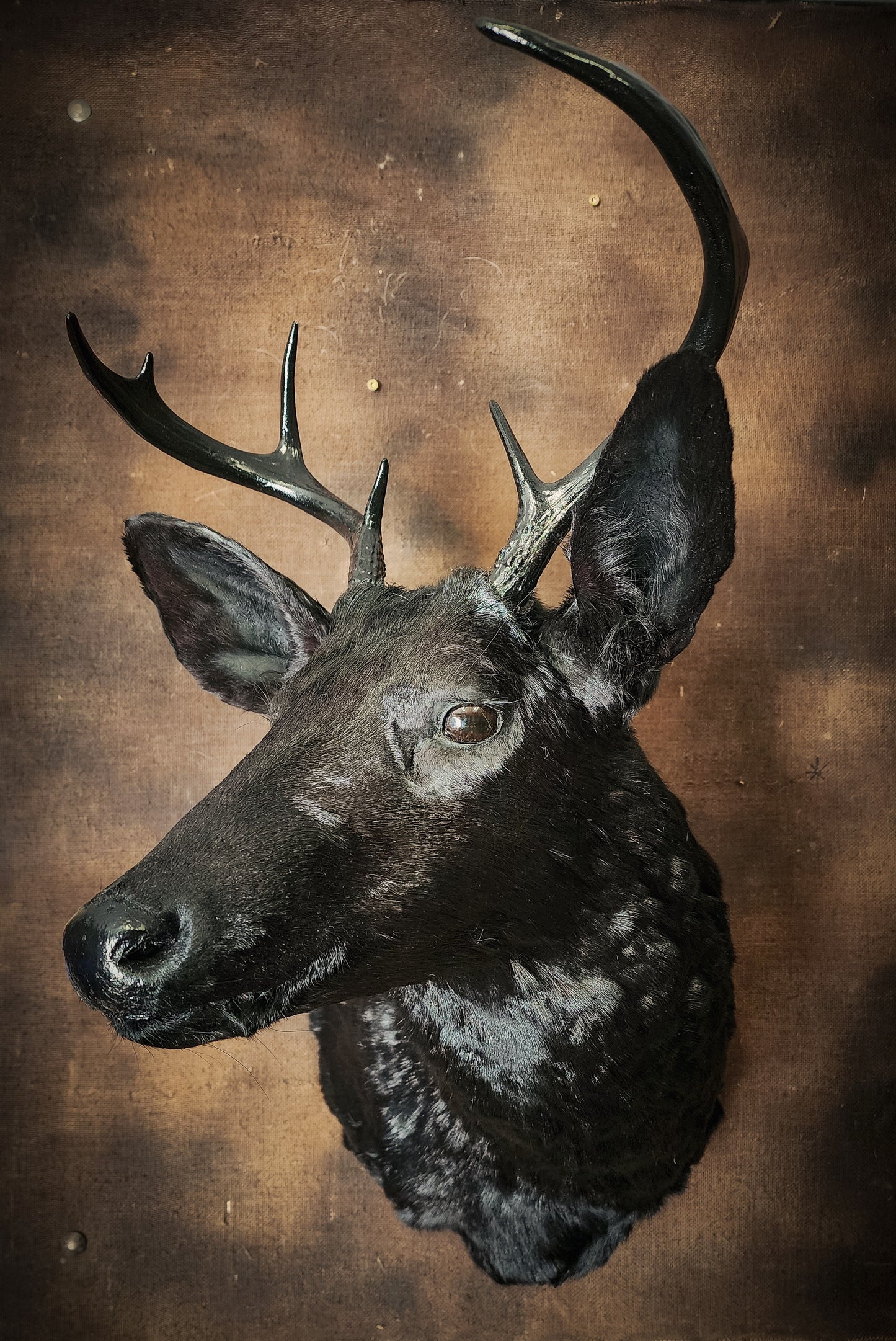 Black Deer Taxidermy Mount