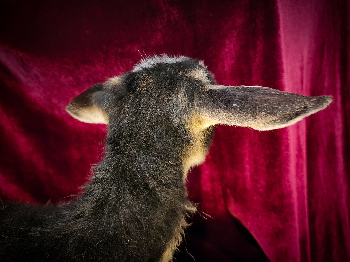 Full Body Baby Goat Taxidermy Mount