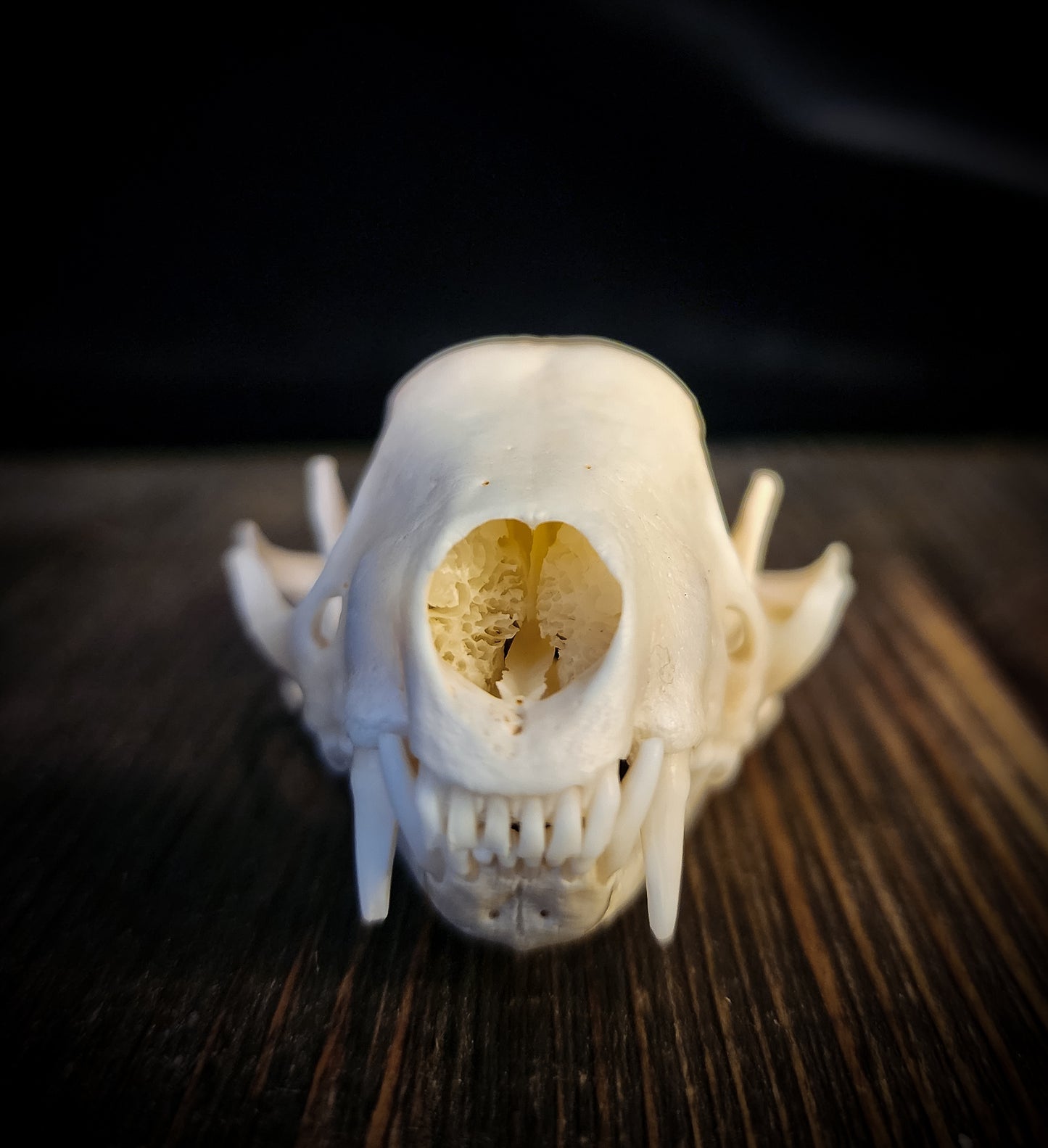 Skunk Skull, Real Bone