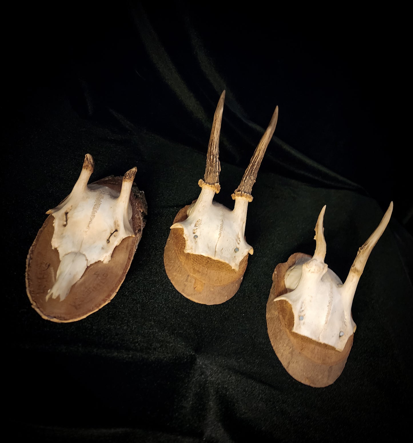Three Vintage Roe Deer Antler Plaques
