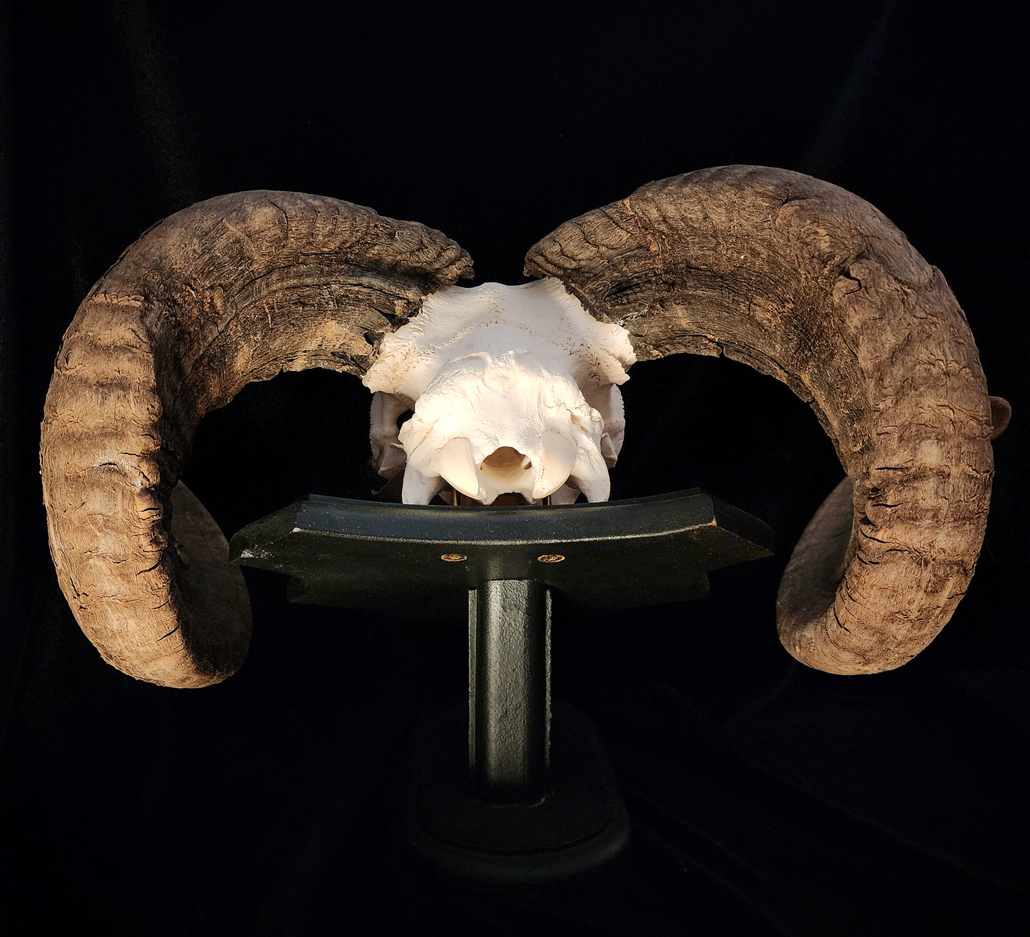Ram Skull On Custom Black Wooden Stand