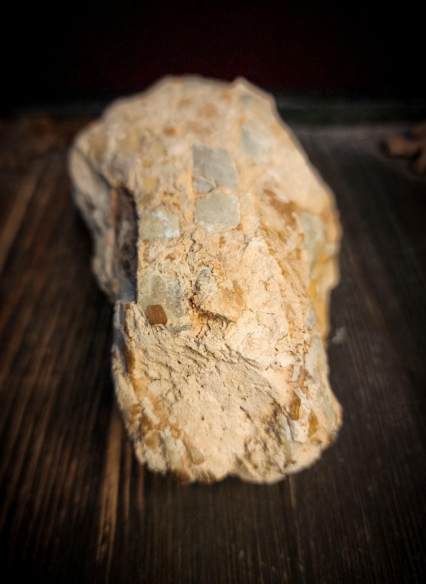Fossilized Oreodont Partial Skull