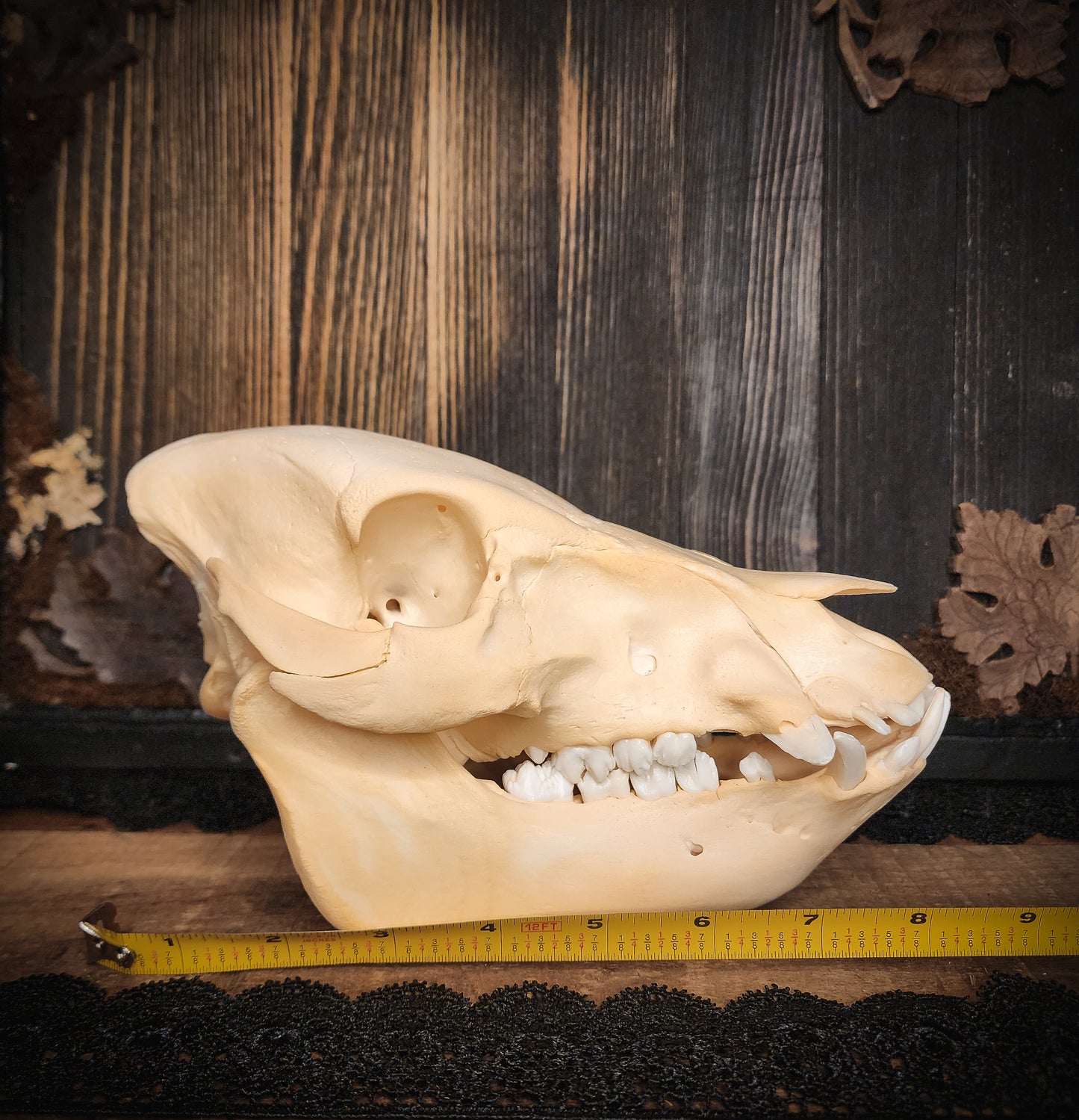 Hog Skull, Real Bone