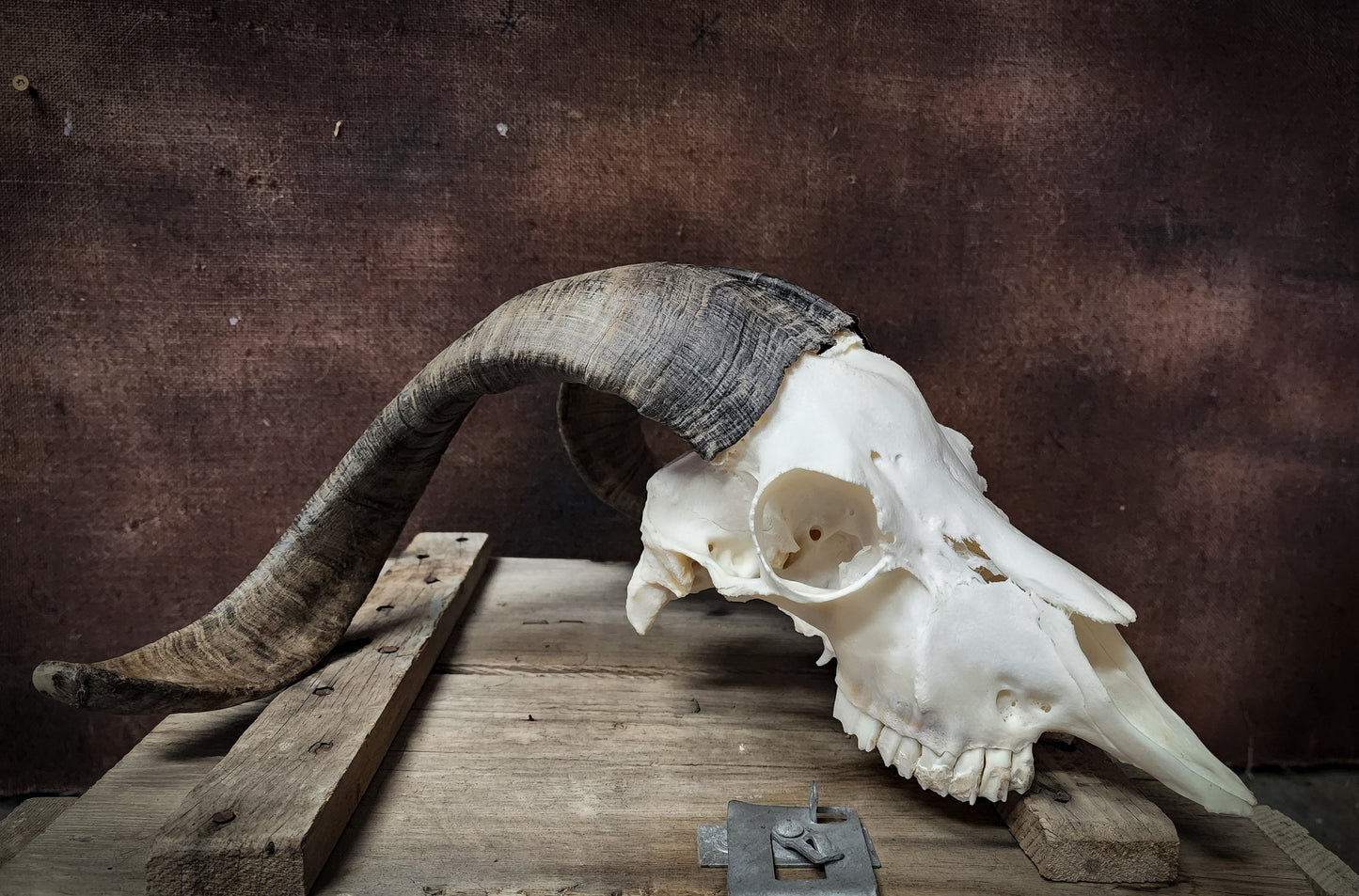 Authentic Goat Skull