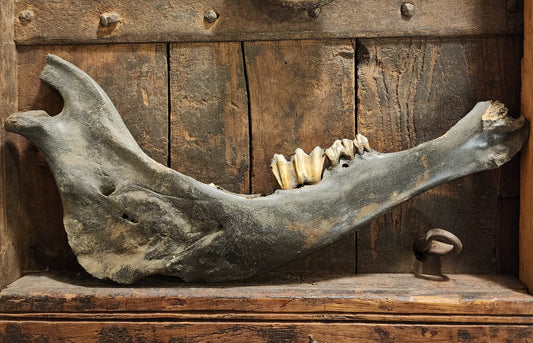 Fossilized Bison Mandible