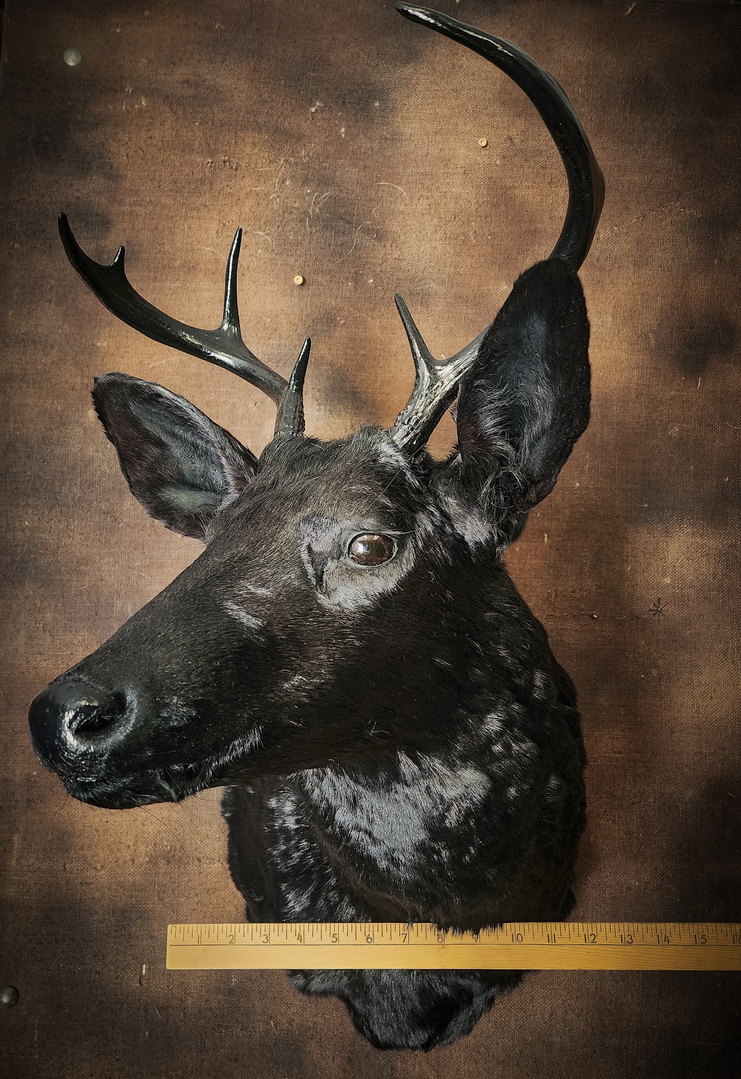 Black Deer Taxidermy Mount