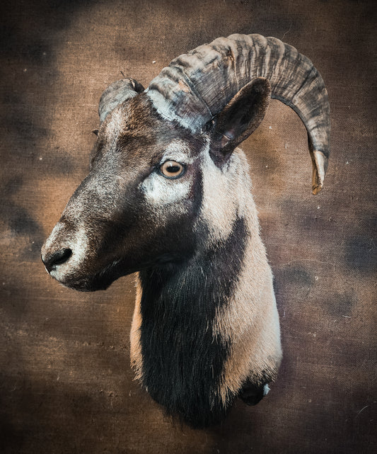 Taxidermy Ram Shoulder Mount