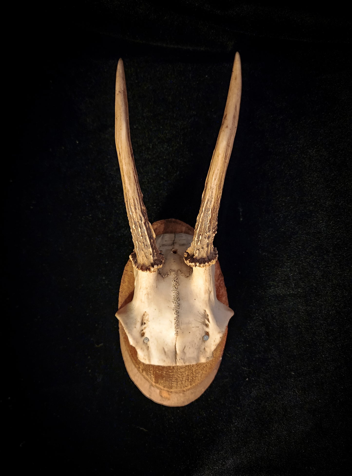 Three Vintage Roe Deer Antler Plaques