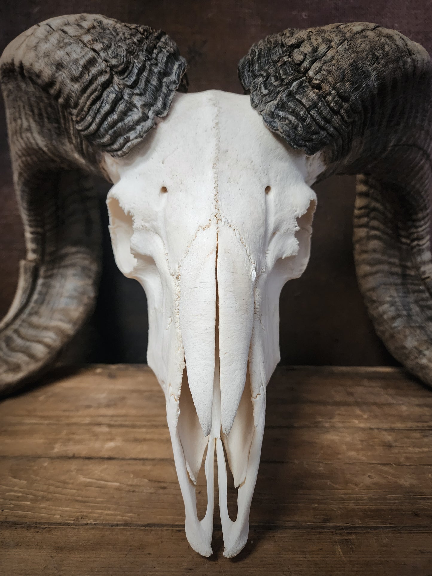 Authentic Ram Skull