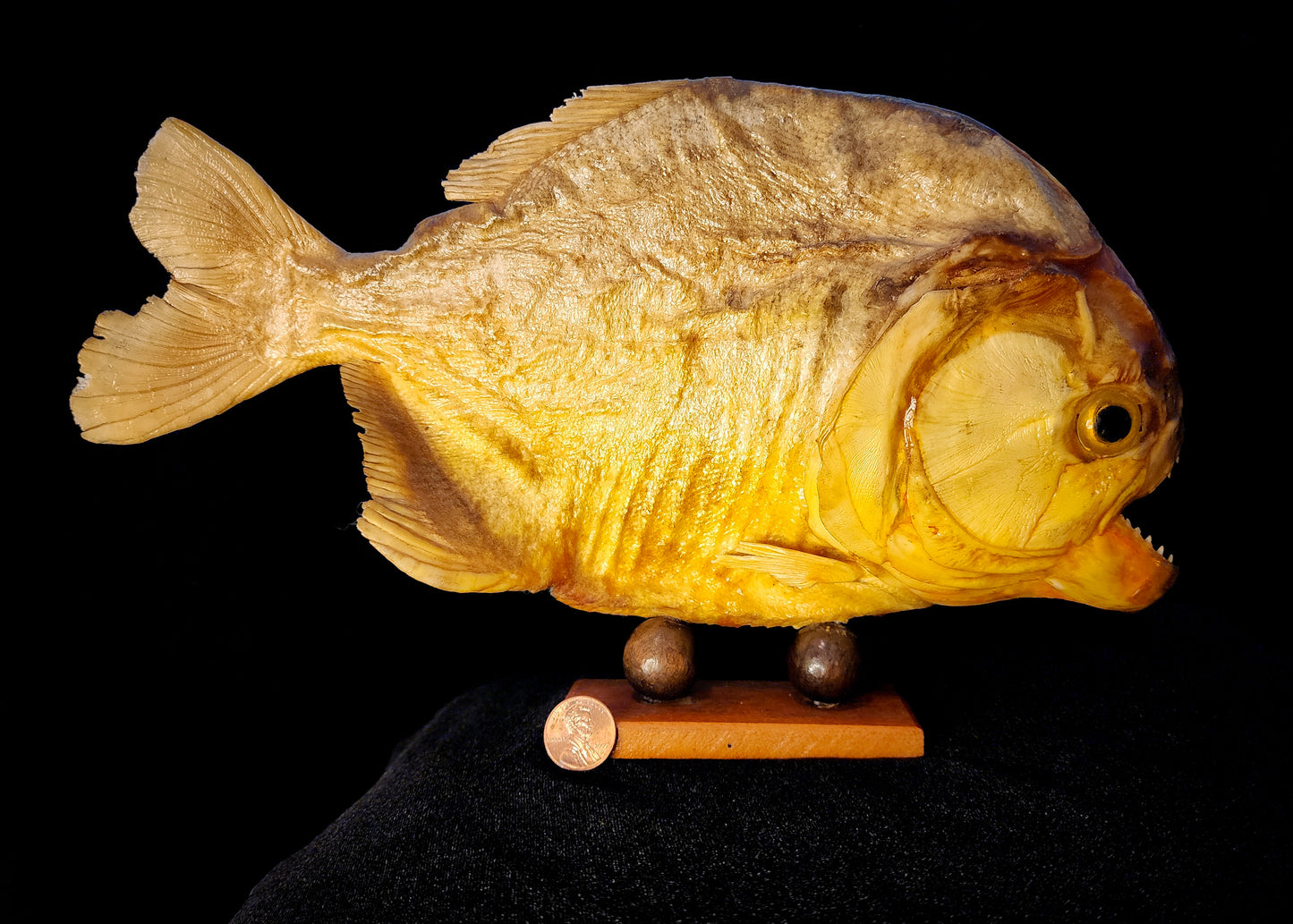 Large Vintage Taxidermy Piranha