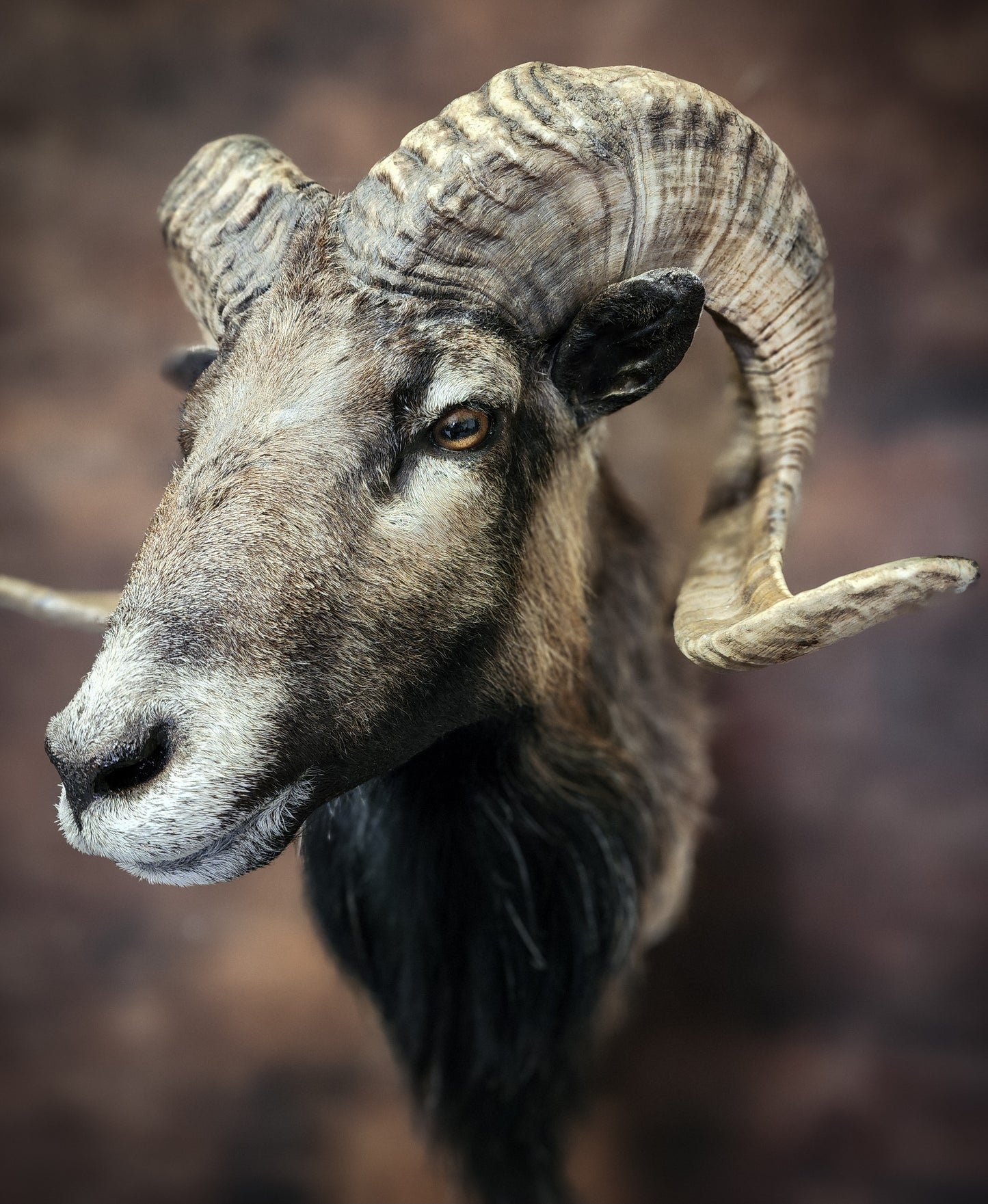 Taxidermy Ram Shoulder Mount