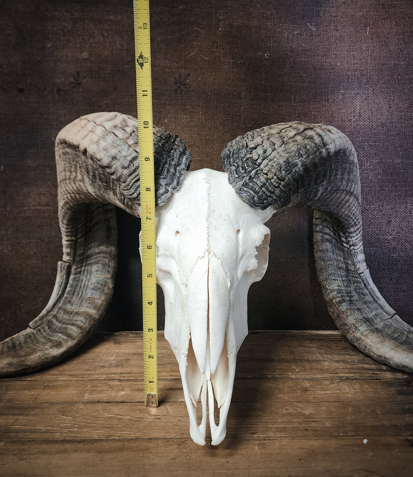 Authentic Ram Skull