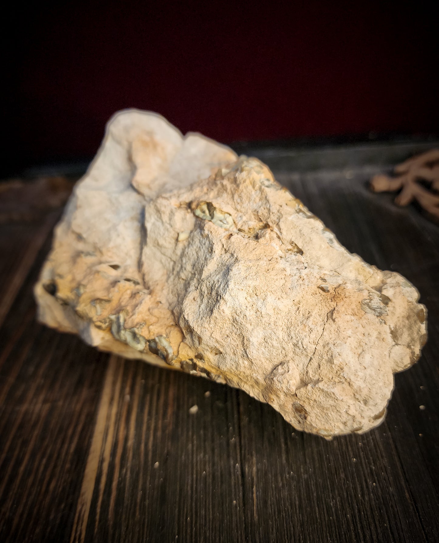 Fossilized Oreodont Partial Skull