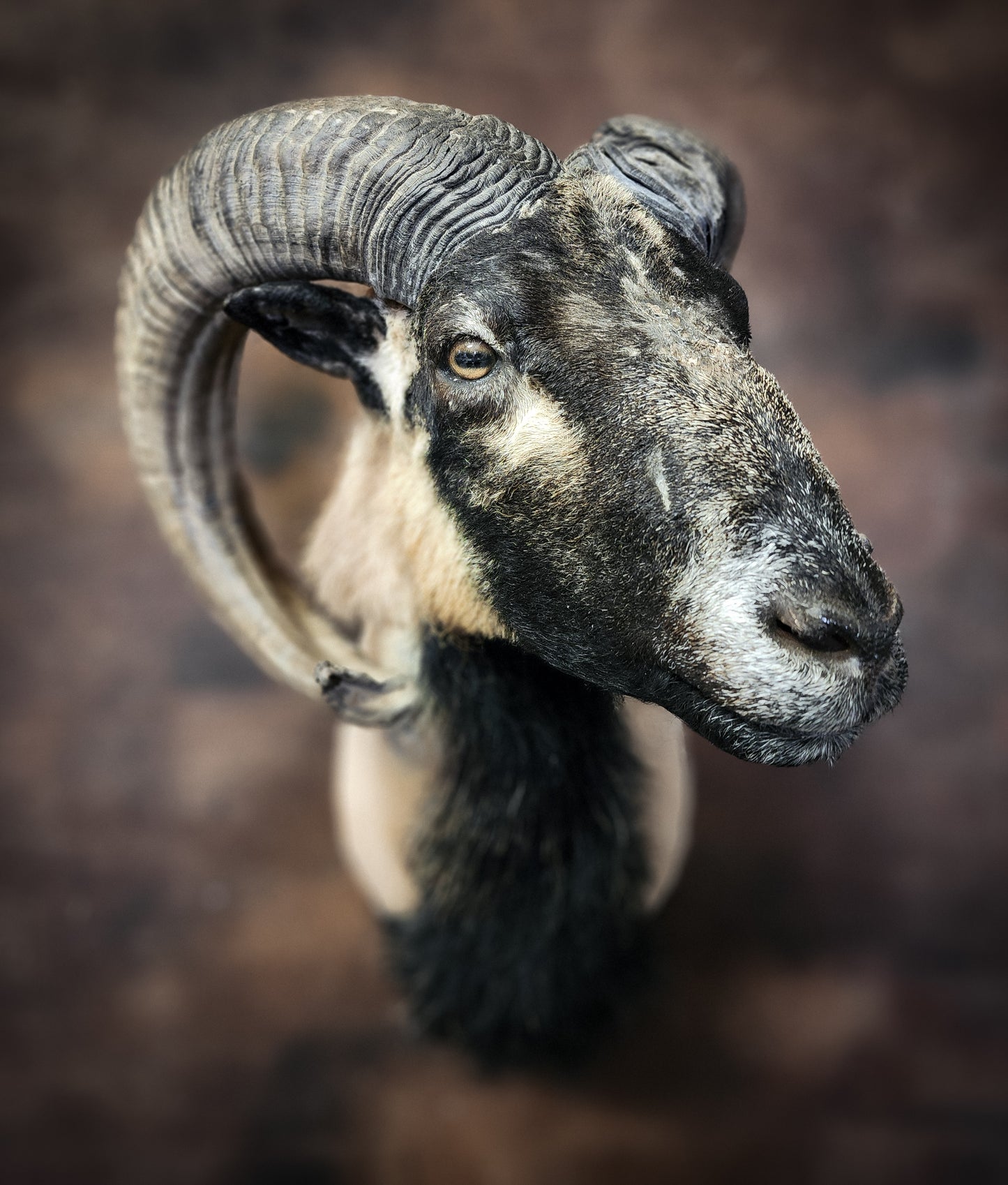 Taxidermy Ram Shoulder Mount