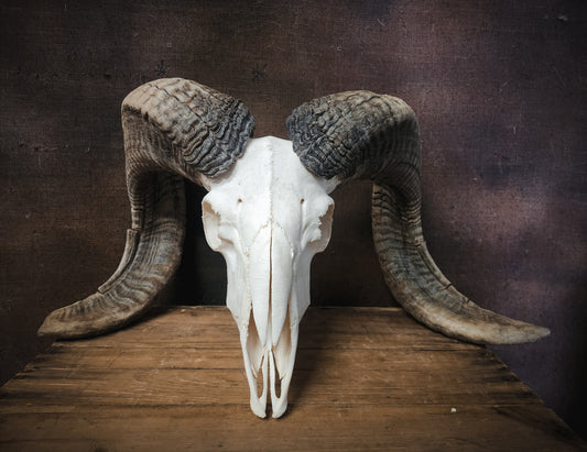 Authentic Ram Skull