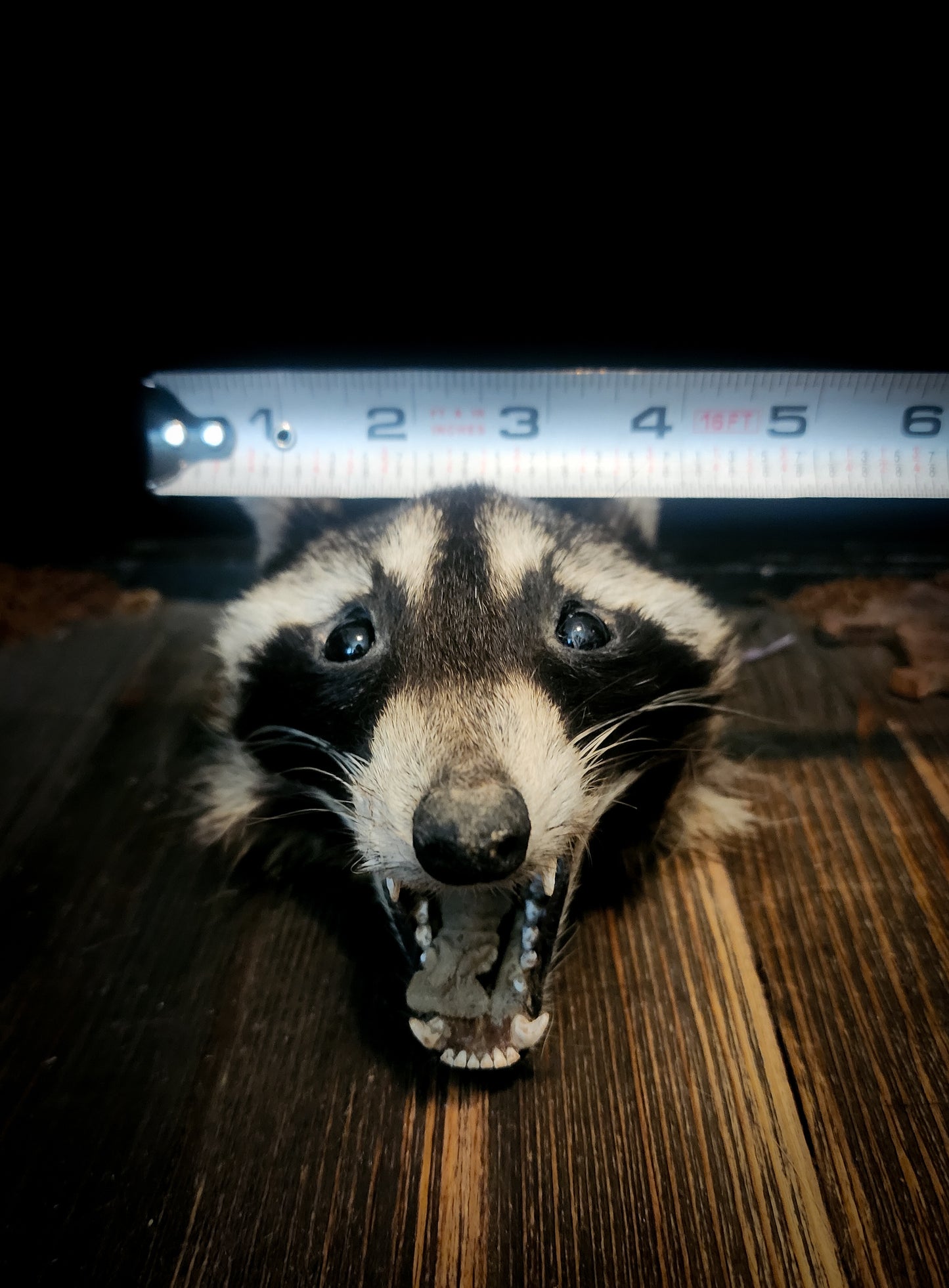 Mummified Raccoon Head