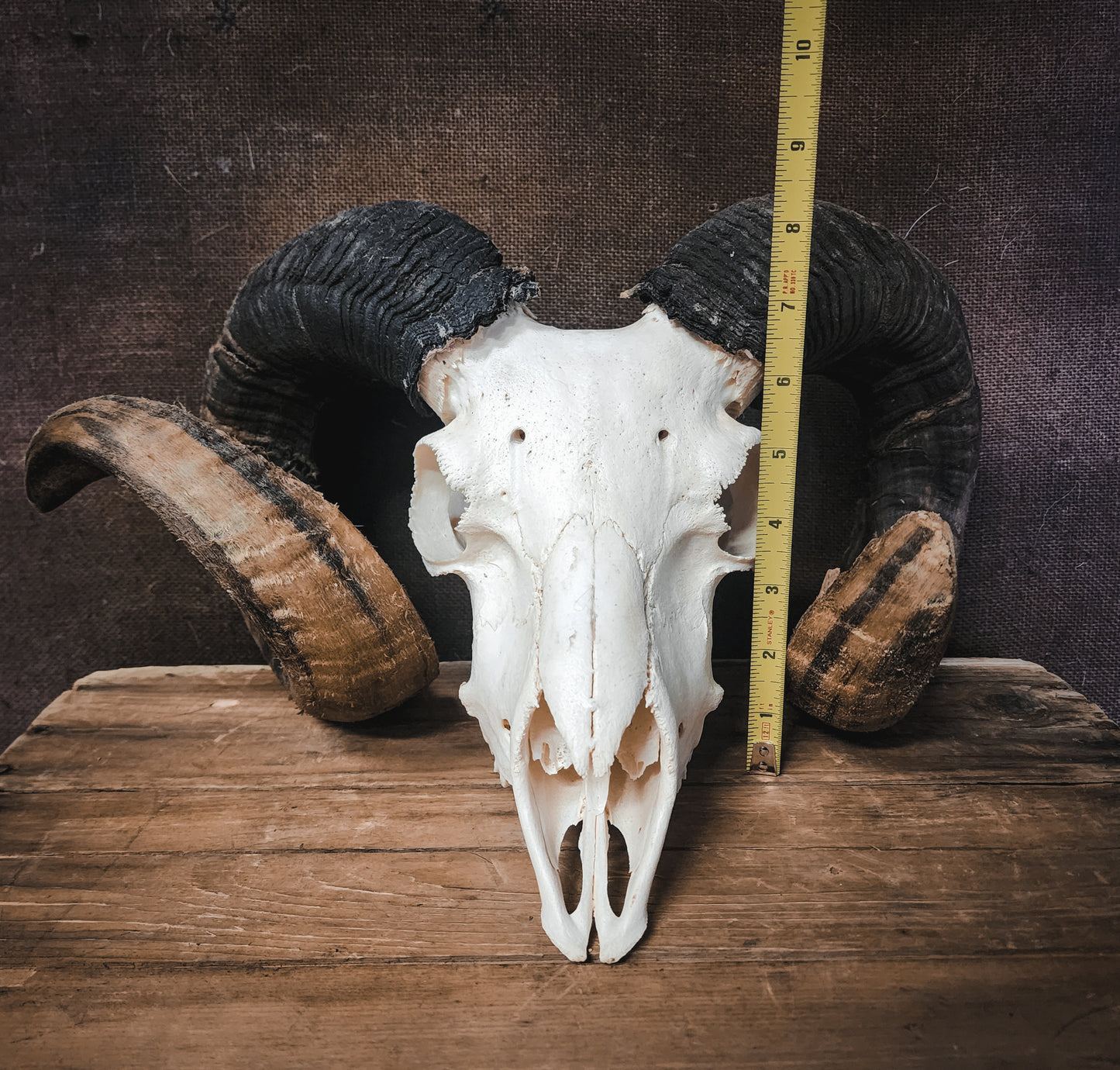 Authentic Ram Skull