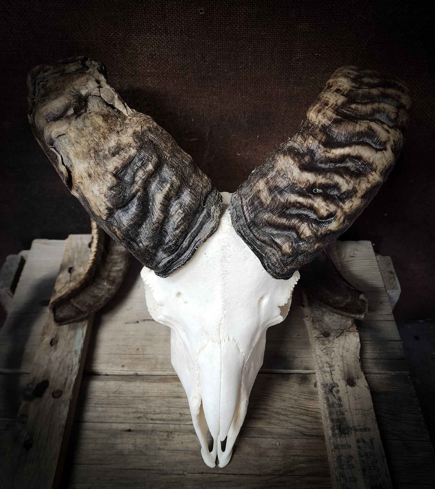 Authentic Ram Skull