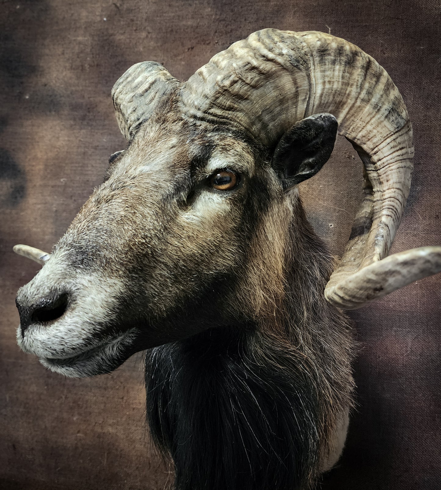 Taxidermy Ram Shoulder Mount