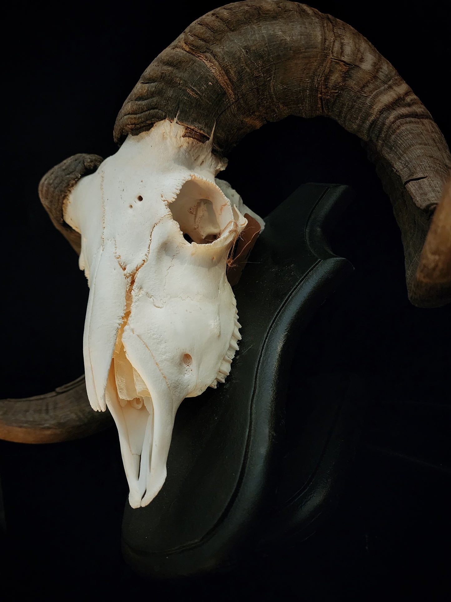 Ram Skull On Custom Black Wooden Stand
