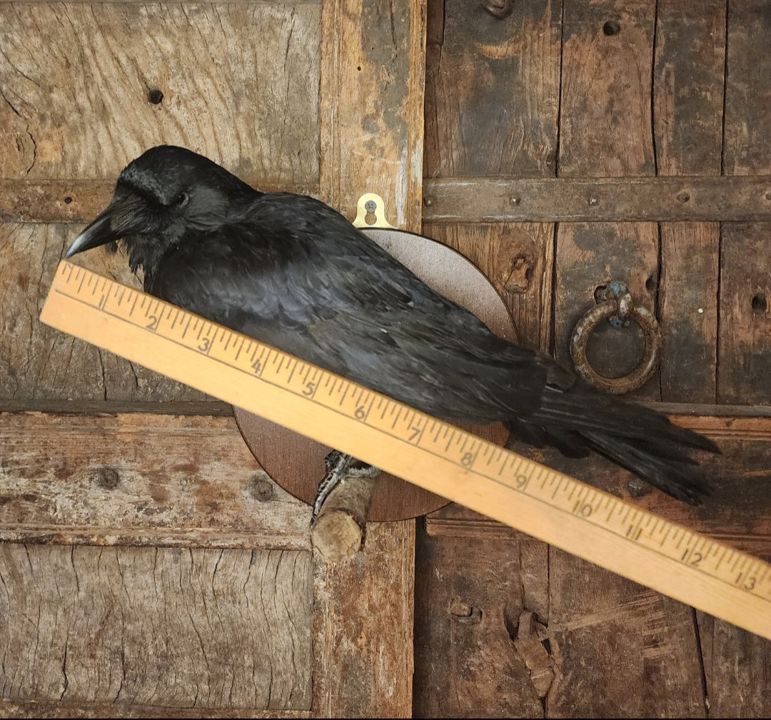 Carrion Crow Taxidermy Mount