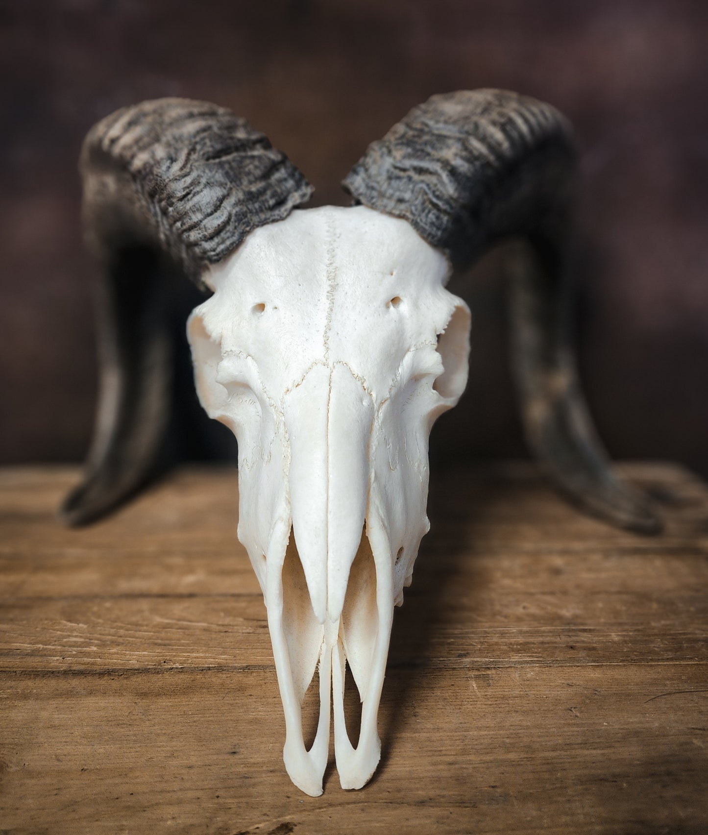Authentic Ram Skull