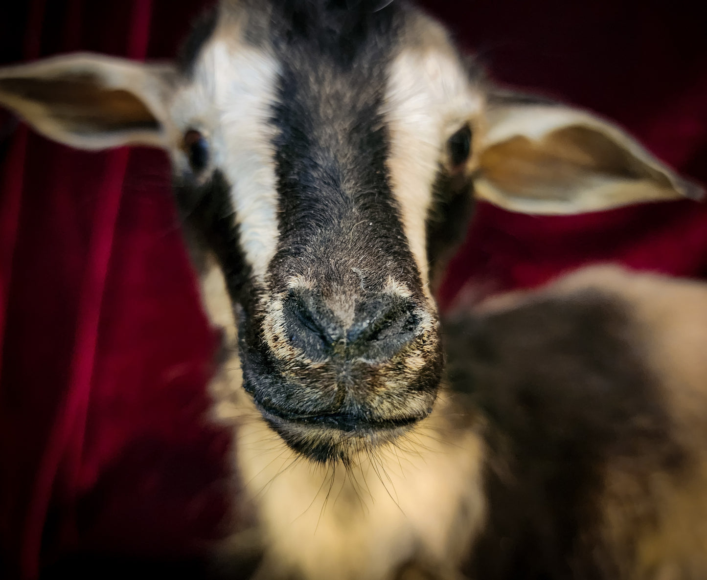 Full Body Baby Goat Taxidermy Mount