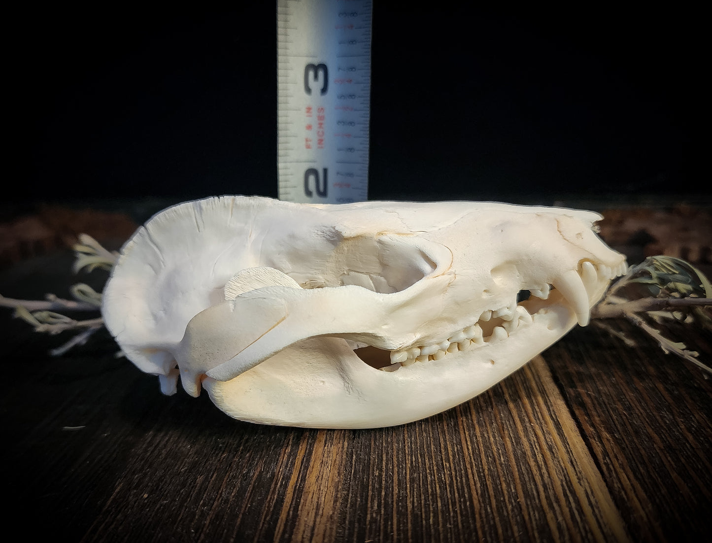 Opposum Skull, Real Bone