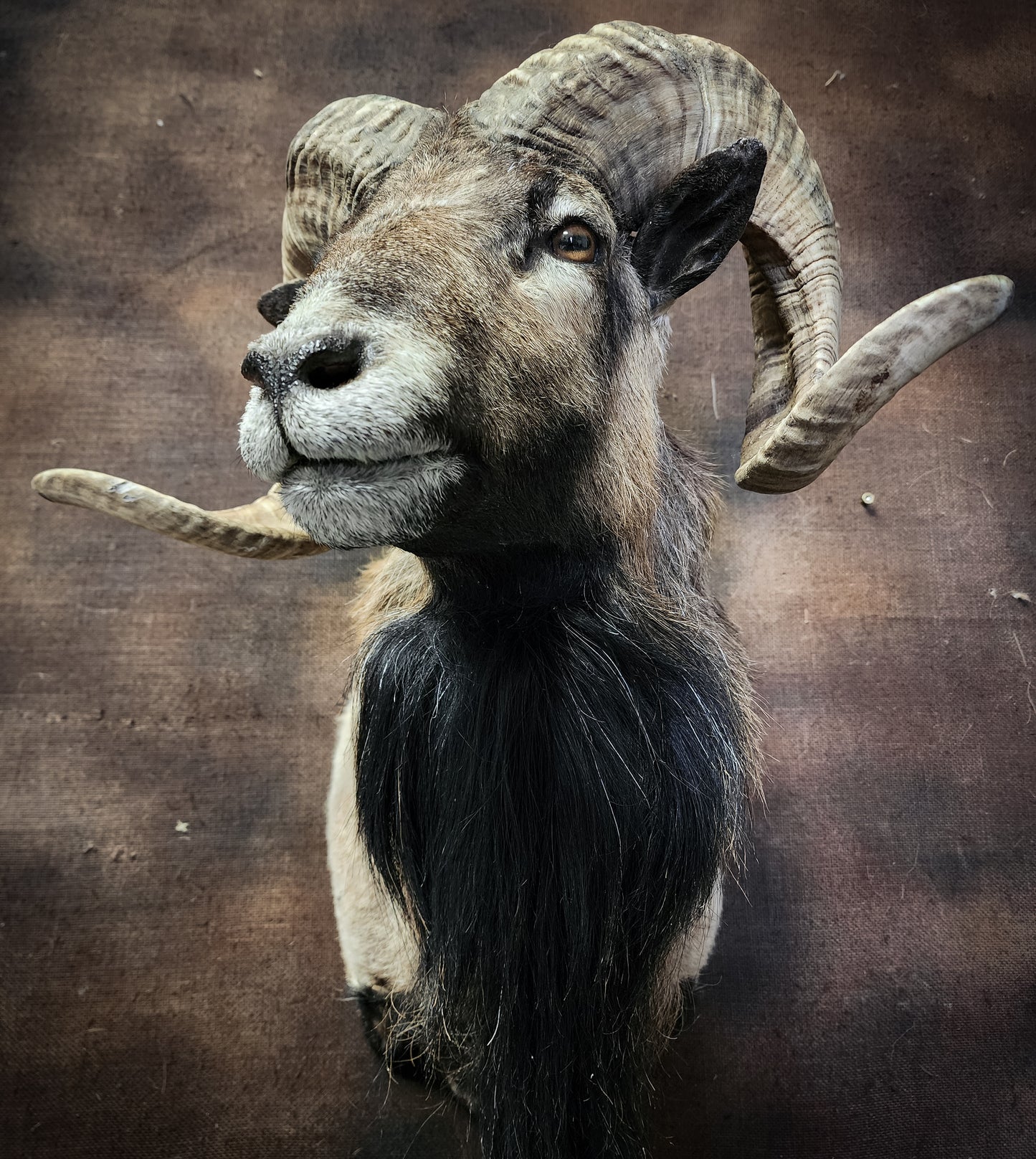 Taxidermy Ram Shoulder Mount