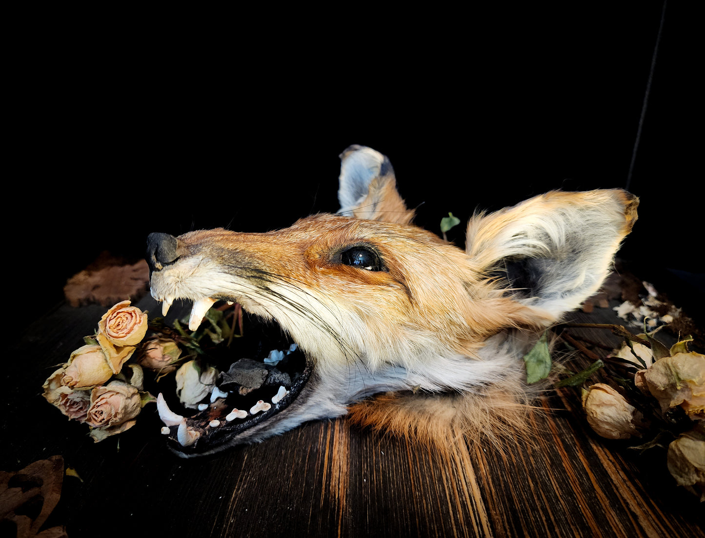 Mummified Fox Head