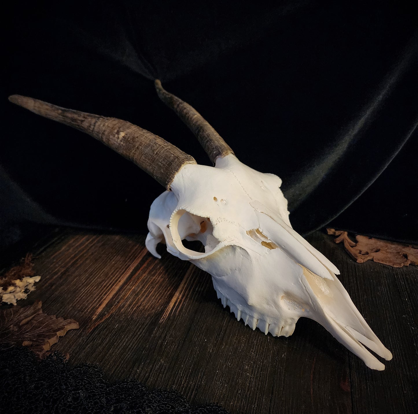 Goat Skull, Real Bone