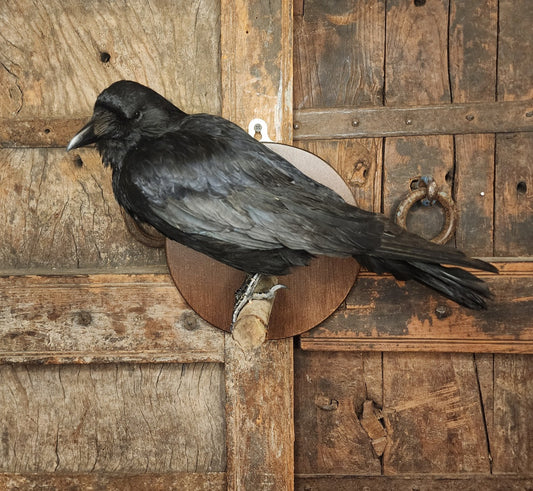 Carrion Crow Taxidermy Mount
